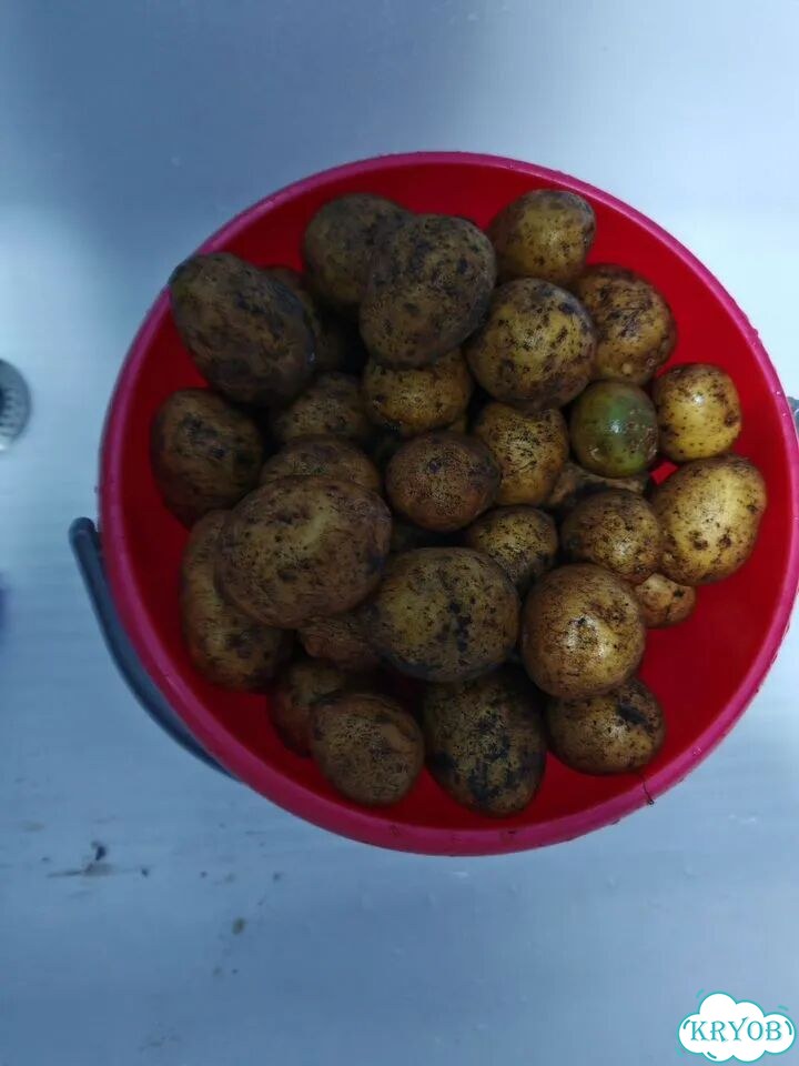 Продам картофель домашний фото 3