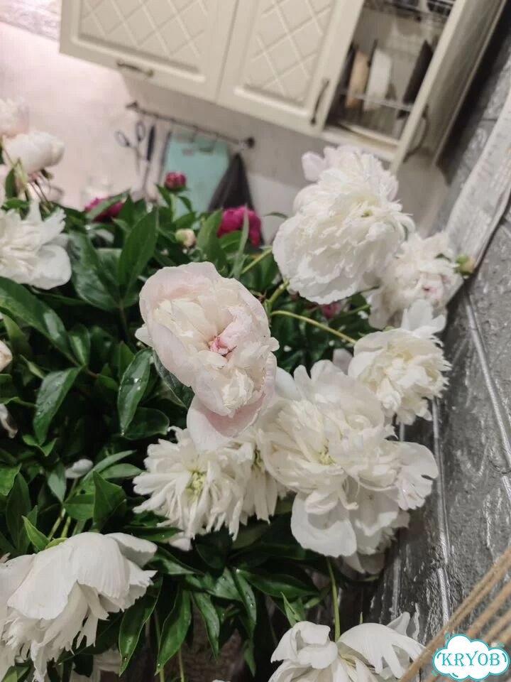 Продам пионы фото 1