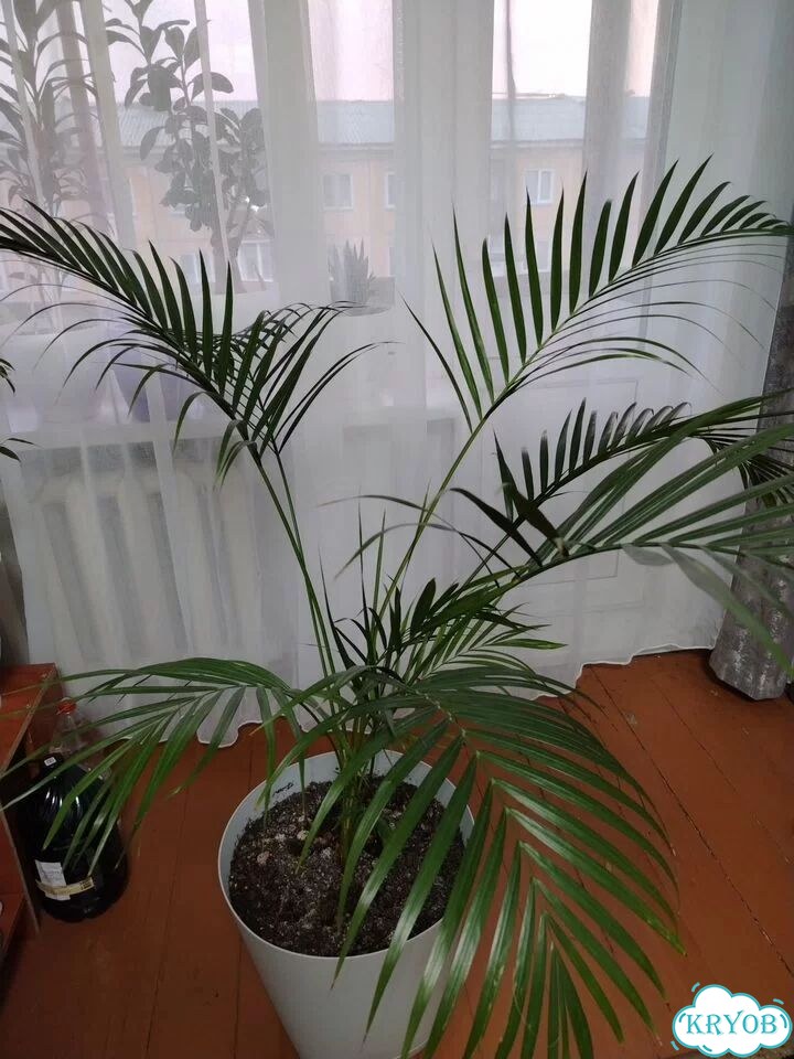 Фикус бенджамина фото 10