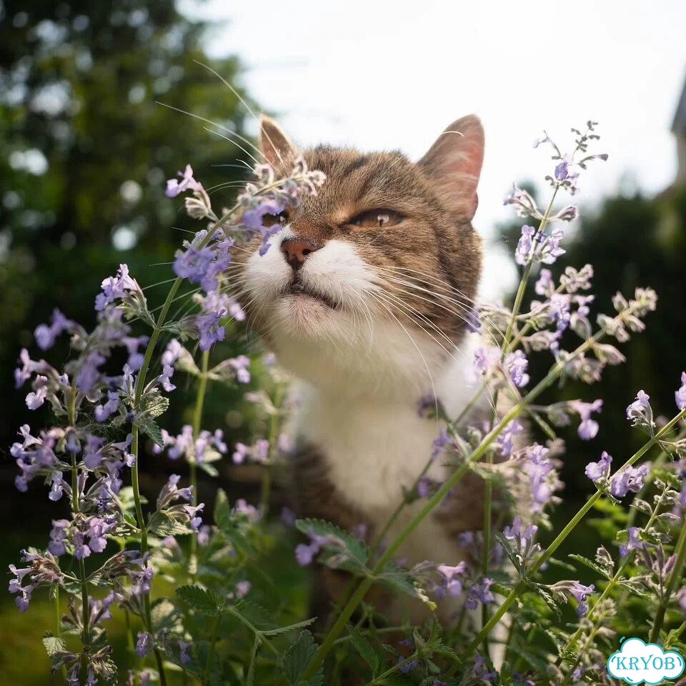 Котовник кошачья мята фото 1