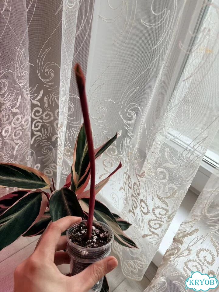 Строманта фото 5
