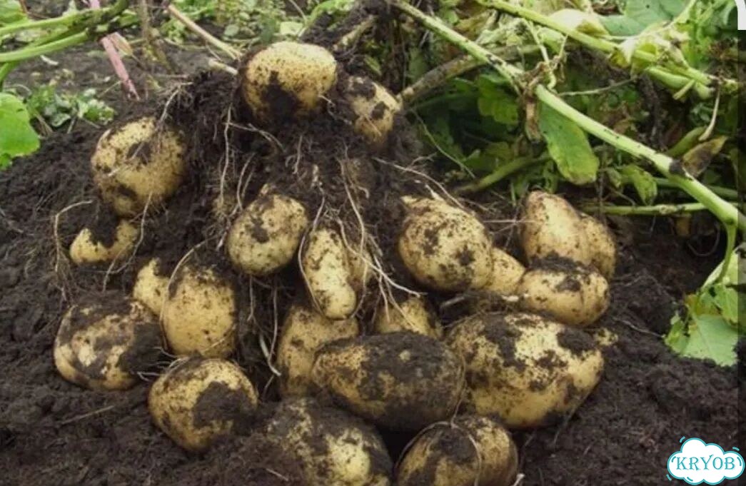 Продам картофель домашний фото 1
