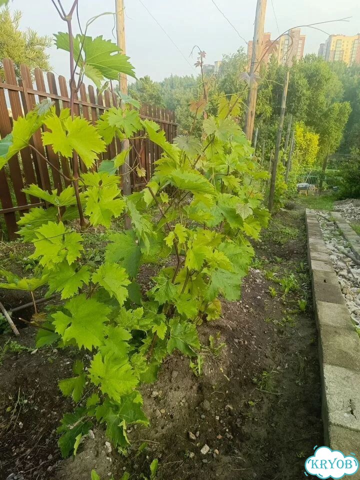 Саженцы винограда фото 3