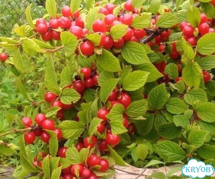 Войлочная вишня фото 1