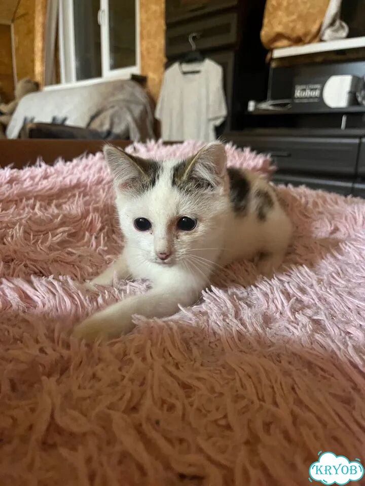 Котёнок в добрые руки фото 1