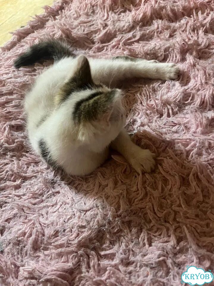 Котёнок в добрые руки фото 2