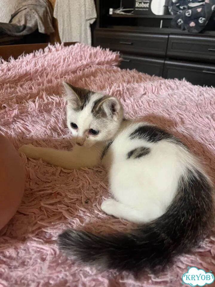 Котёнок в добрые руки фото 3