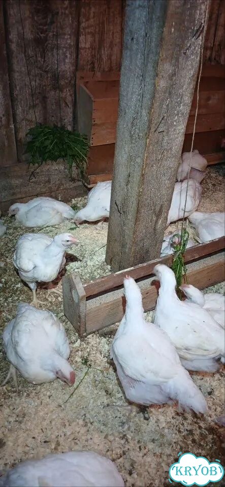 Мясо домашнего бройлера фото 2