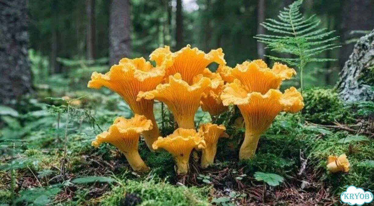 Лисички свежие, молоденькие фото 2