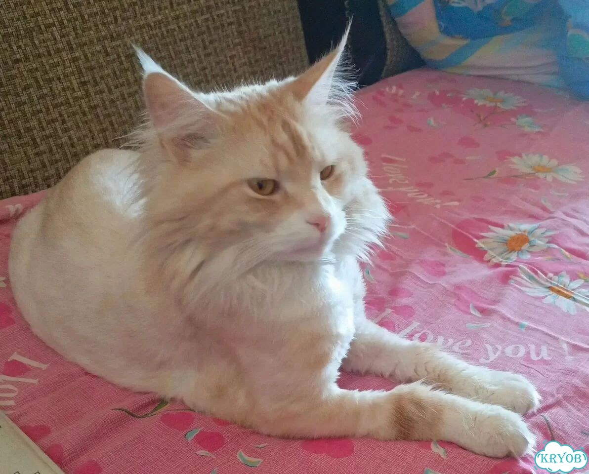Мейн-кун котёнок фото 1