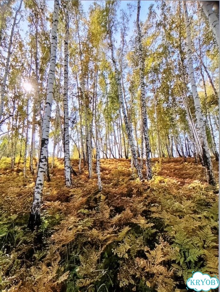 Участок 10 сот. (СНТ, ДНП) фото 3