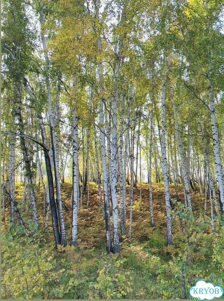 Участок 10 сот. (СНТ, ДНП) фото 6