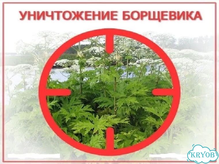 Уничтожение борщевика гербицидная обработка фото 1