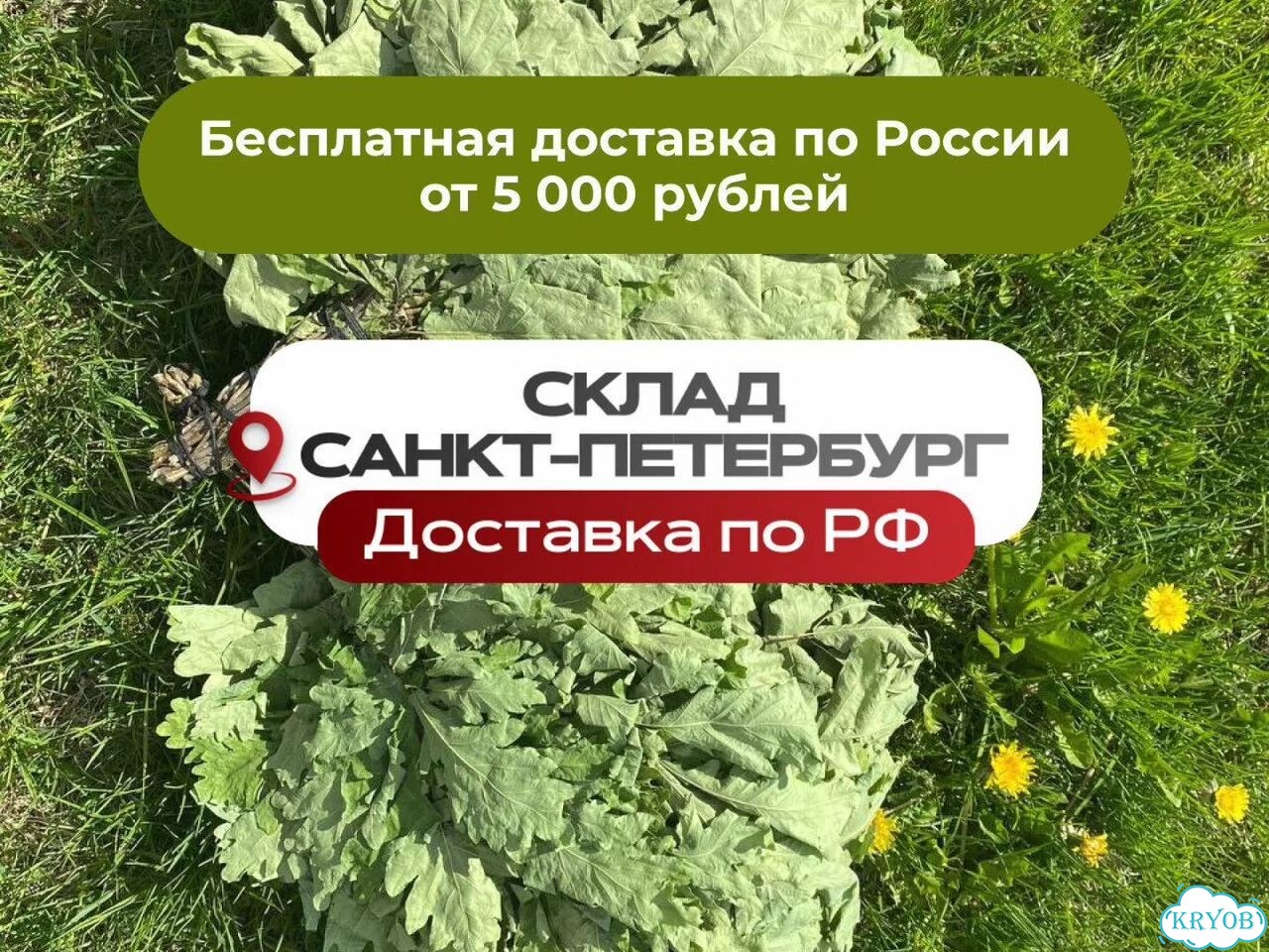 Веник для бани / товары для бани фото 1