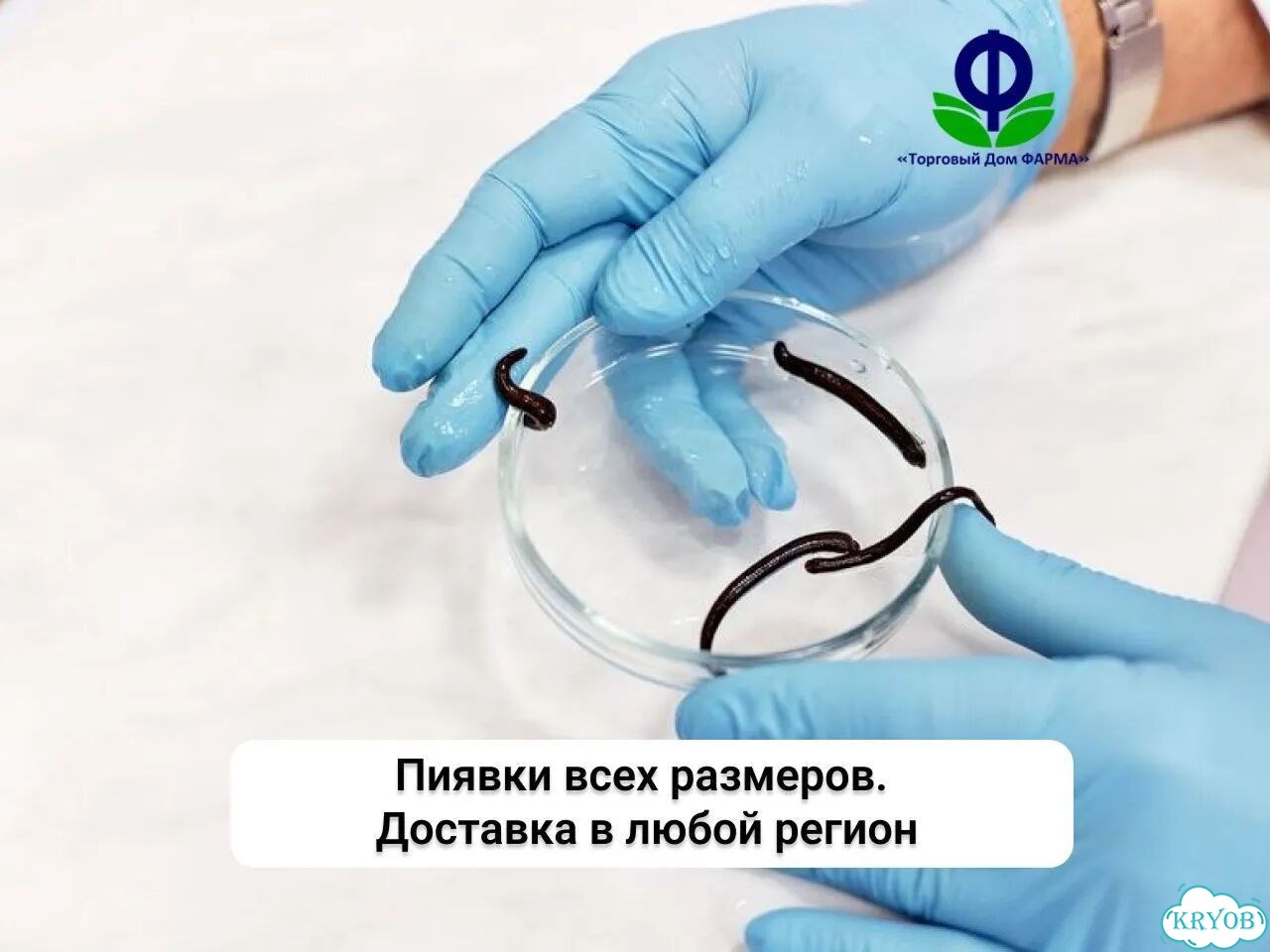 Косметическая медицинская пиявка (0,1–0,4 гр) фото 2