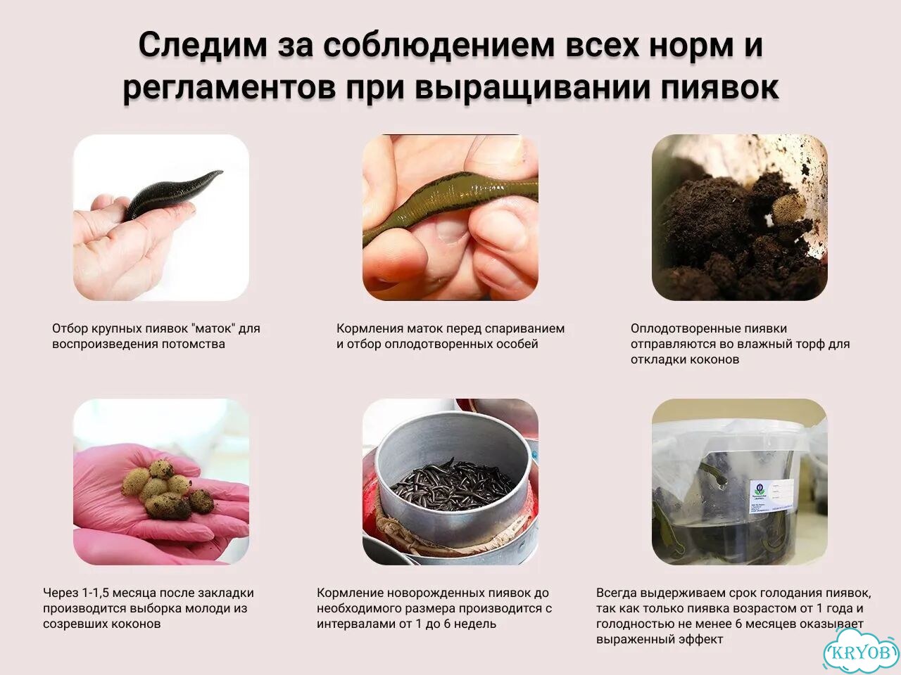 Косметическая медицинская пиявка (0,1–0,4 гр) фото 6