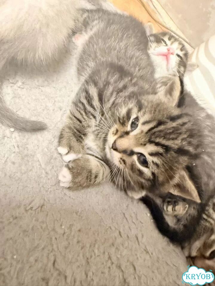 Шотландский прямоухий короткошёрстный котёнок фото 1