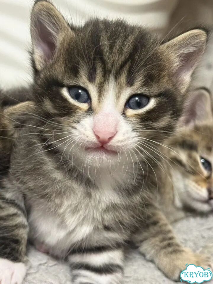 Шотландский прямоухий короткошёрстный котёнок фото 1