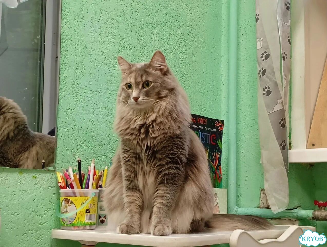 Сибирская, взрослая кошка фото 1