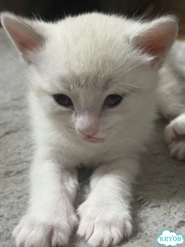 Шотландский прямоухий длинношёрстный котёнок фото 1