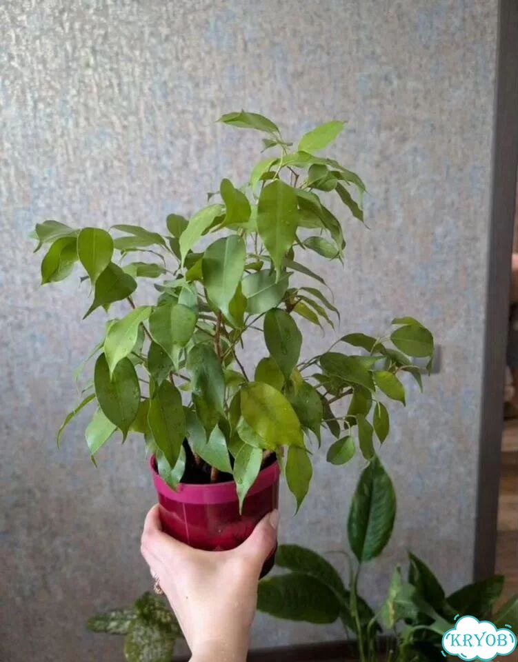Фикус фото 1