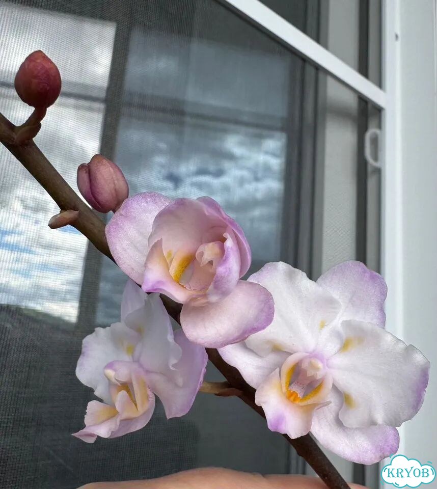 Орхидея фаленопсис Льюис Сакура/ P.Liu s Sakura KF фото 2
