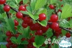 Войлочная вишня фото 1