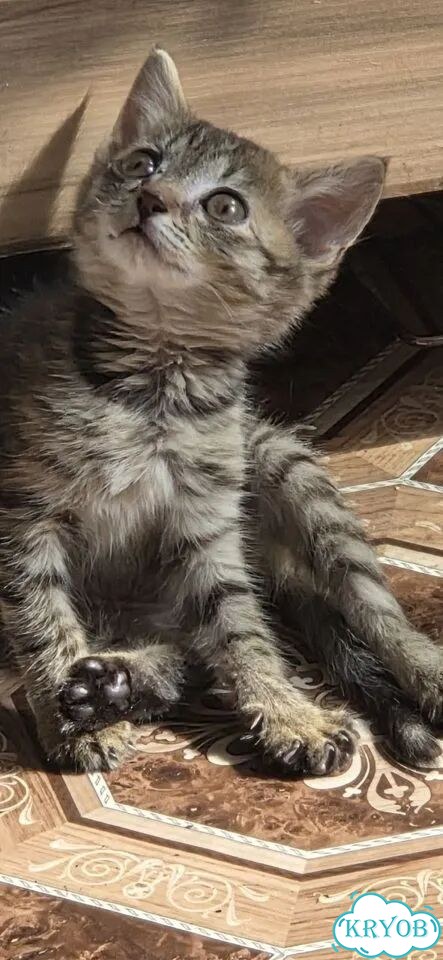 Котёнок в добрые руки фото 1