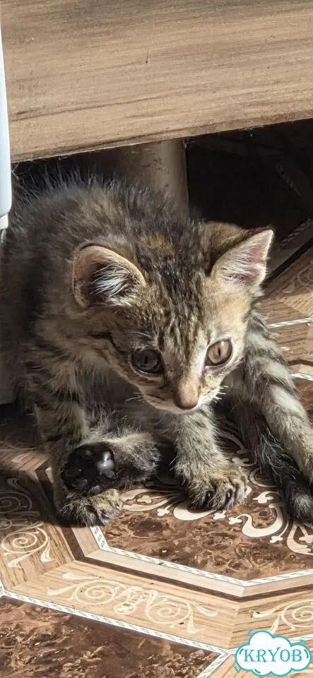 Котёнок в добрые руки фото 2