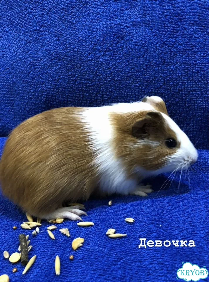 Морская свинка фото 3