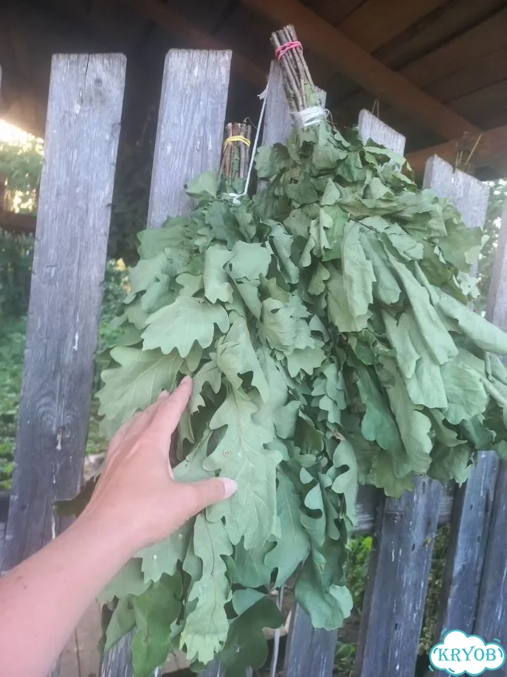 Веники дубовые, березовые,из липы свежие фото 3