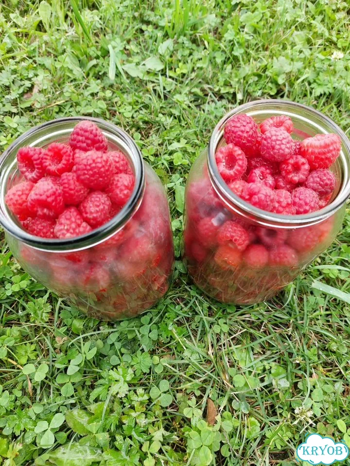 Малина, смородина (красная и черная), ирга фото 2