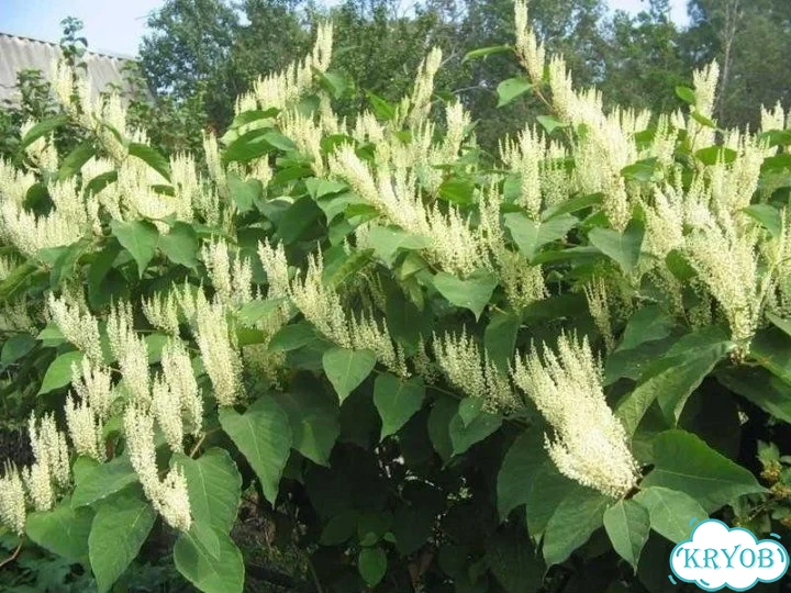 Продам редкие многолетники фото 1