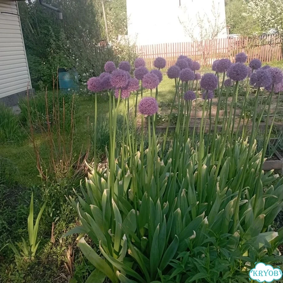 Продам редкие многолетники фото 3