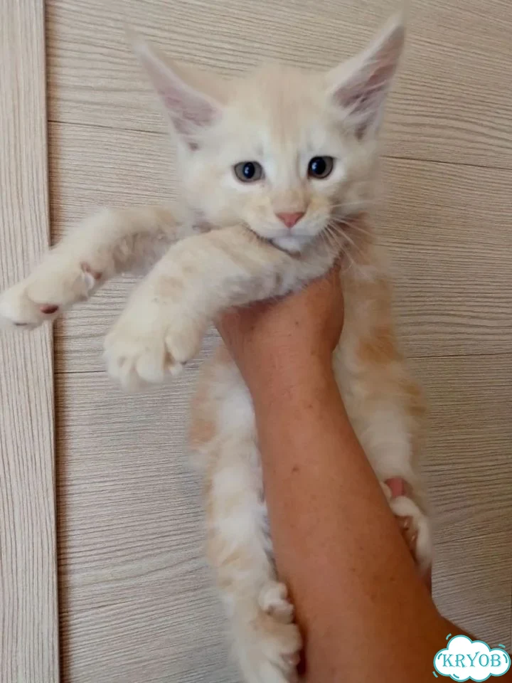Мейн-кун котёнок фото 1