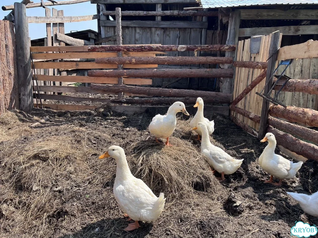 Продам утки гуси фото 4