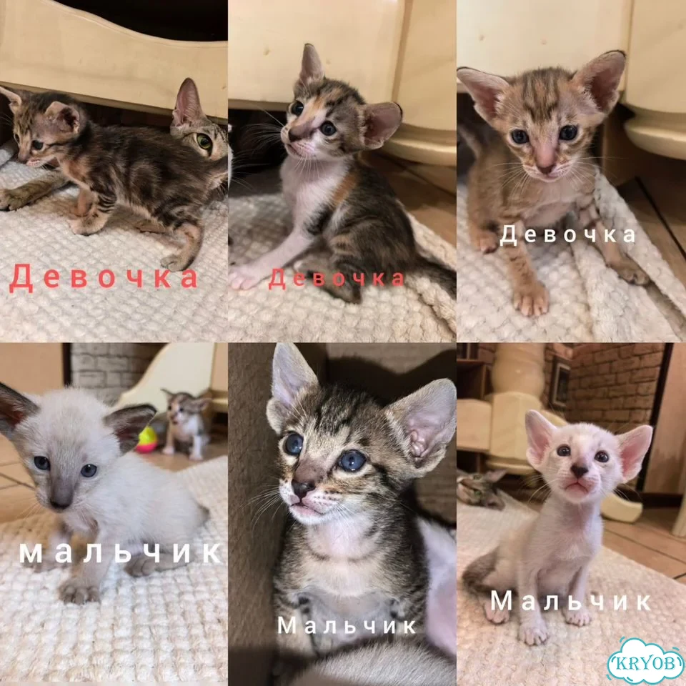 Ориентальный котёнок фото 1