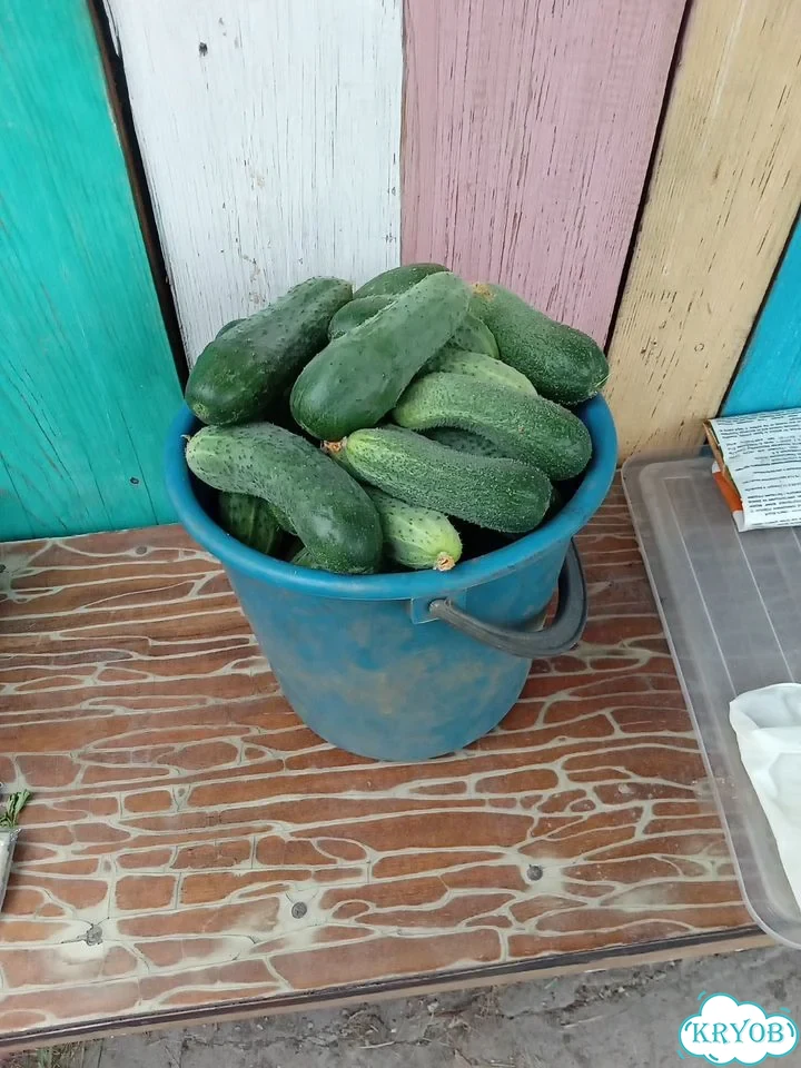 Огурцы свежие домашние фото 1