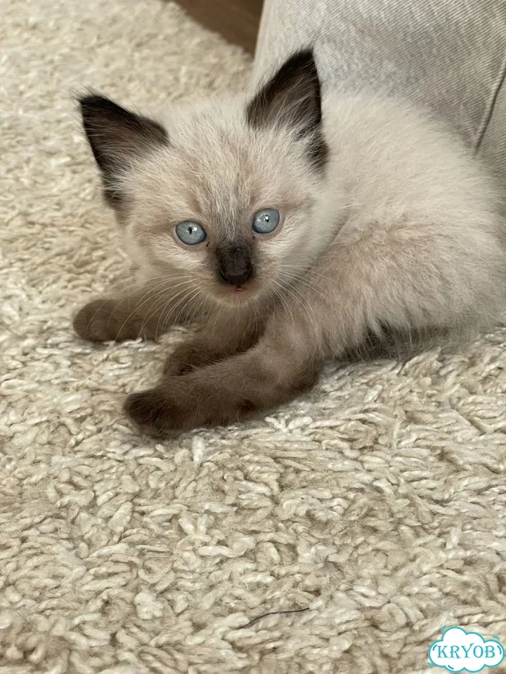 Донской сфинкс котёнок фото 1