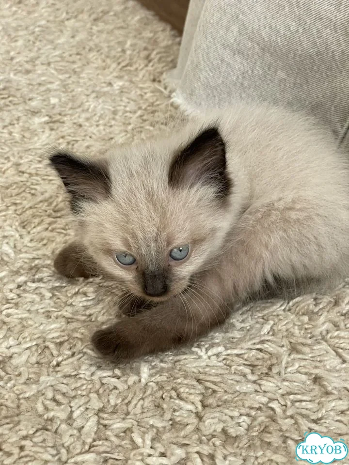 Донской сфинкс котёнок фото 2