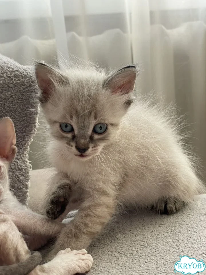 Донской сфинкс котёнок фото 3