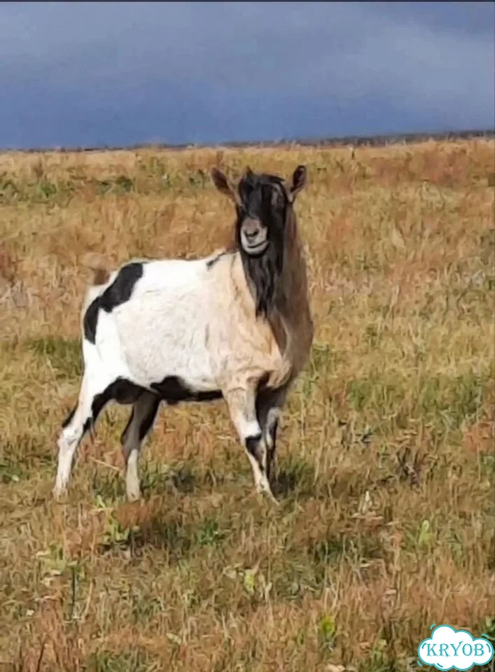 Альпийская козочка фото 3