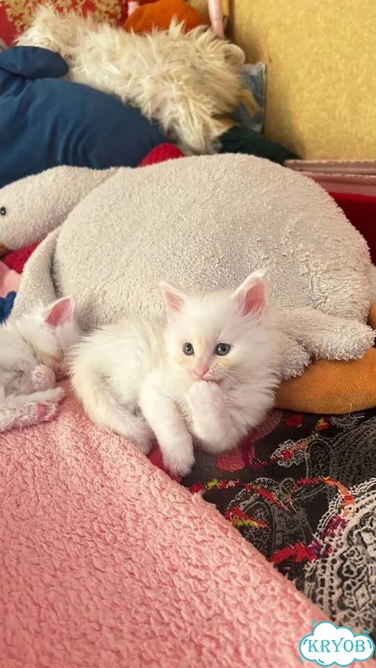 Мейн-кун котёнок фото 1