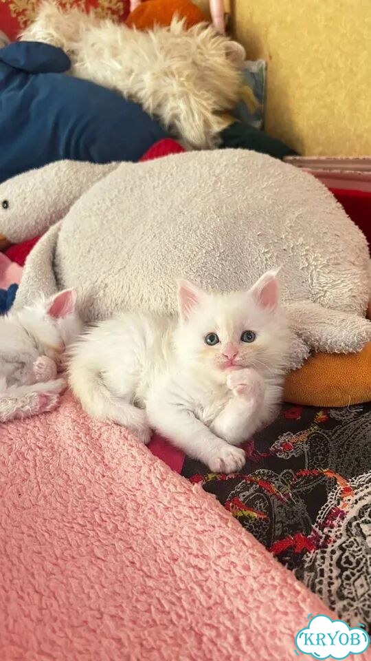 Мейн-кун котёнок фото 2
