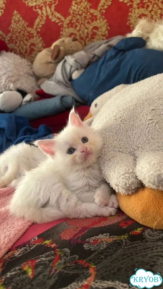 Мейн-кун котёнок фото 3