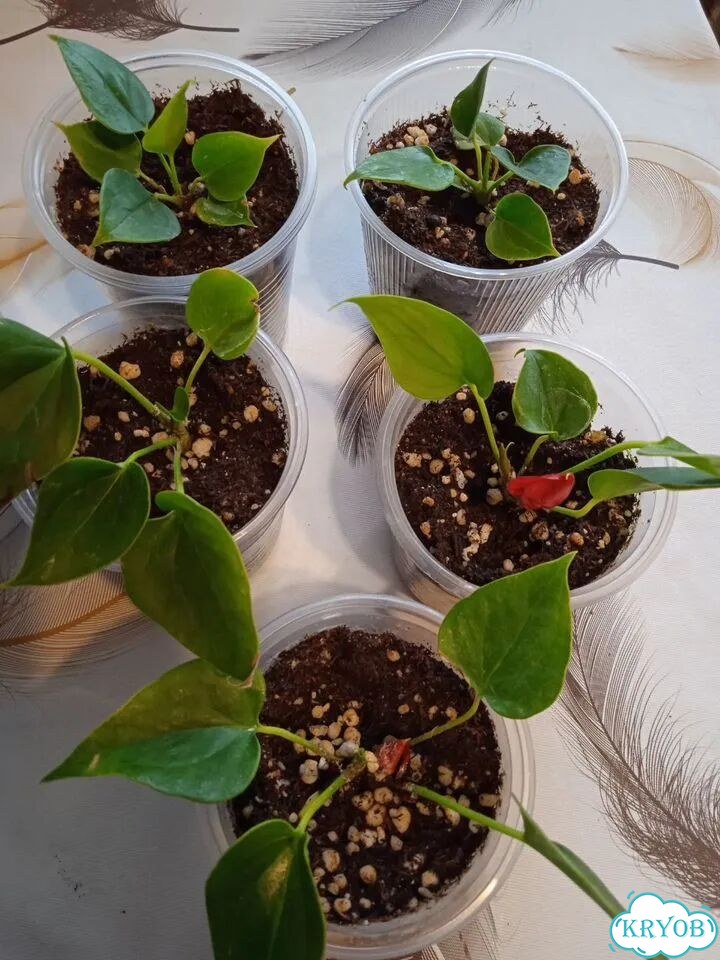 Комнатные растения цветы фото 3
