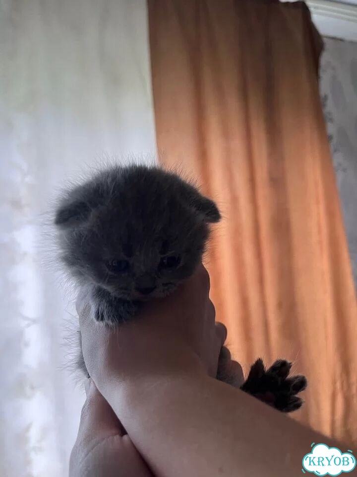 Шотландский вислоухий короткошёрстный котёнок фото 1