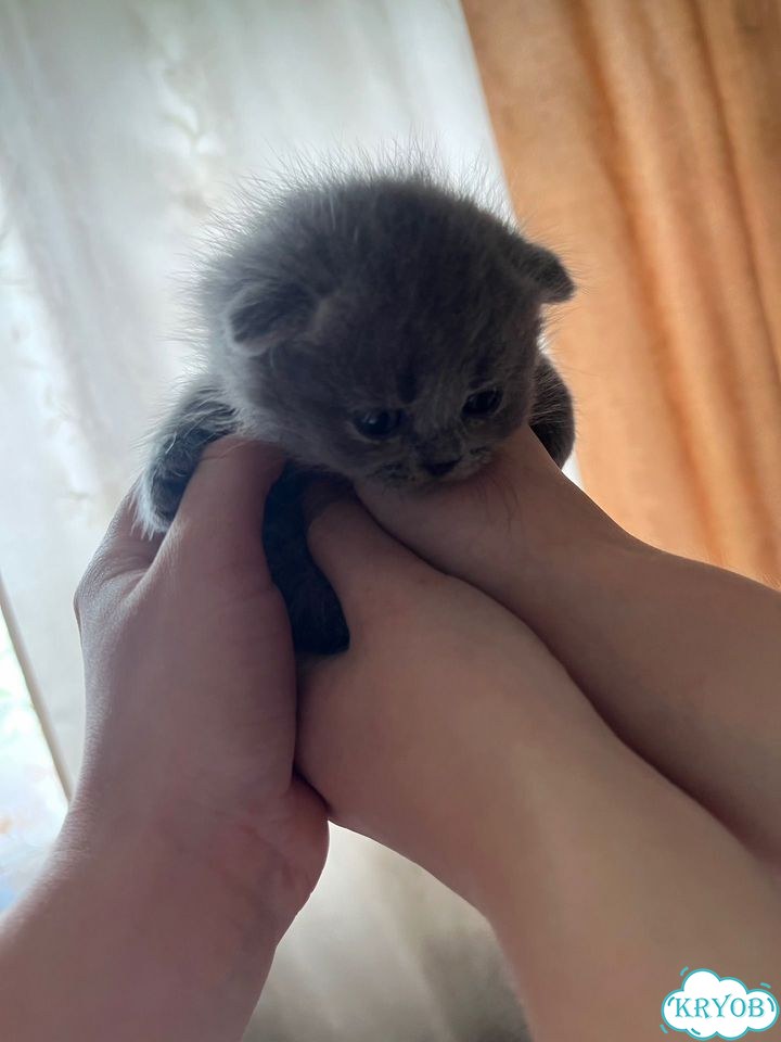 Шотландский вислоухий короткошёрстный котёнок фото 2