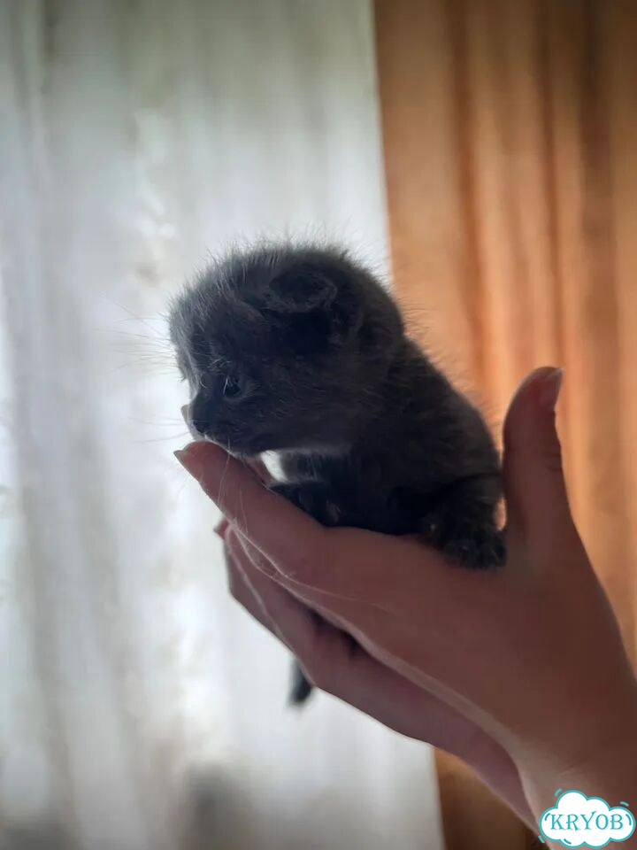 Шотландский вислоухий короткошёрстный котёнок фото 3