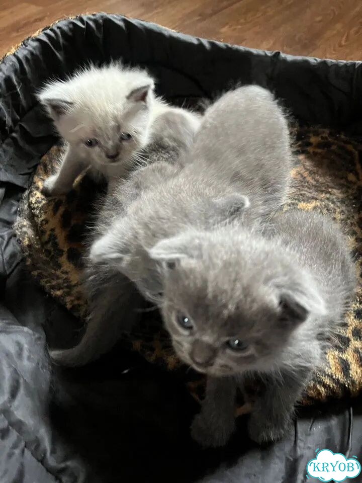 Шотландский вислоухий короткошёрстный котёнок фото 4